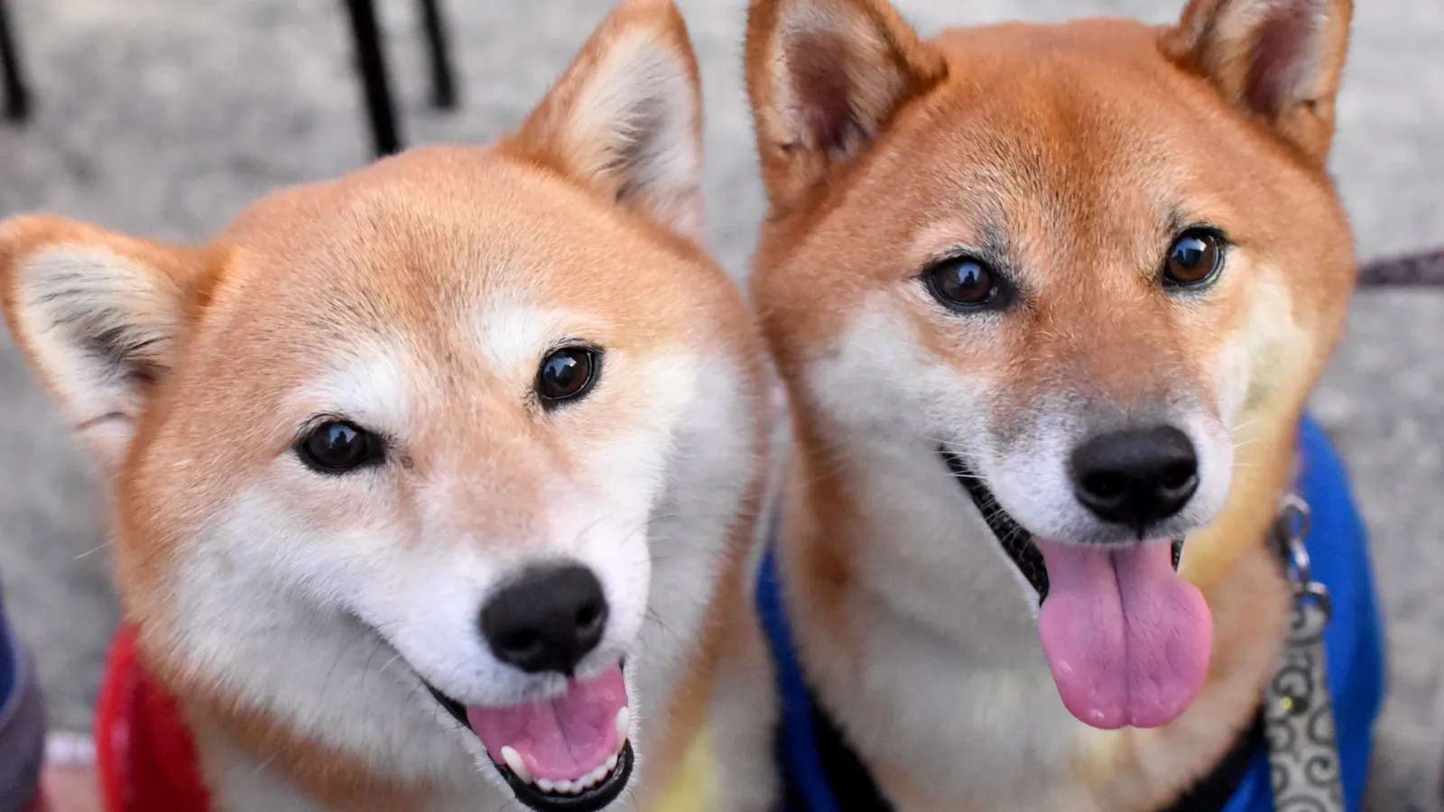 Dogecoin Foundation Seeks Major Donors to Fund Ambitious 2025 Plans