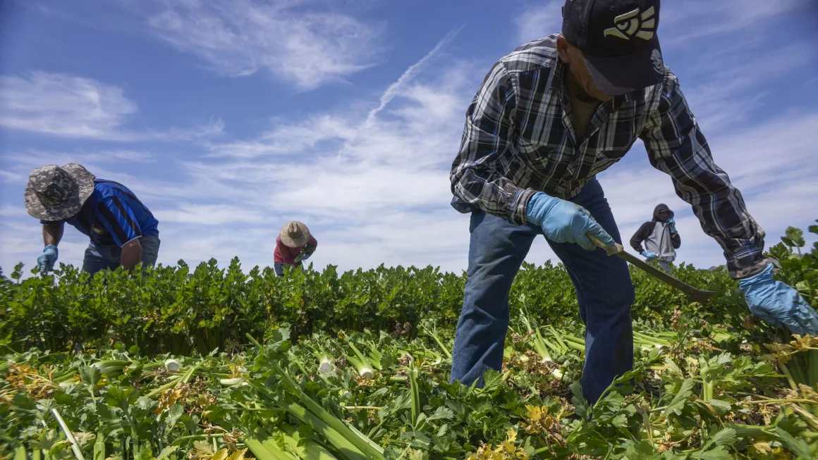 Economic Concerns Arise Over Trump’s Deportation Plan Amid Grocery Price Inflation